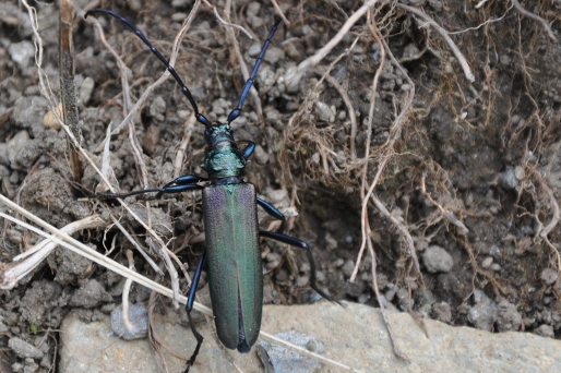 Femmina di Aromia moschata.